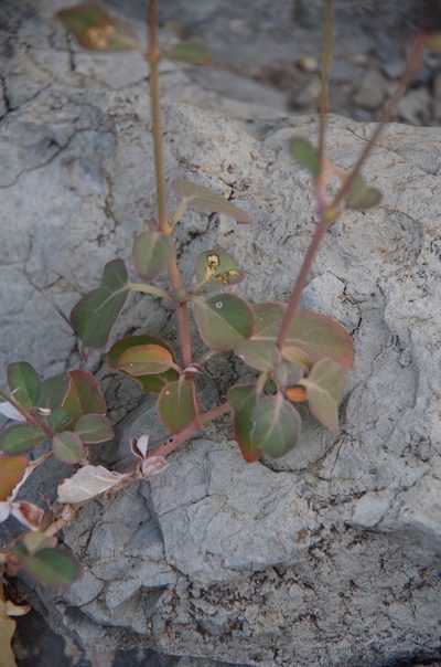 Boerhavia gracillima, photographed by Eric Knight
