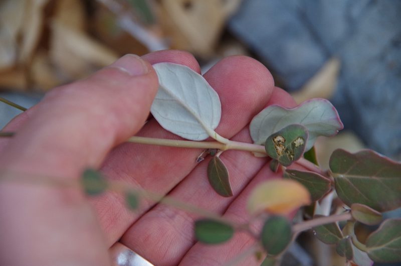 Boerhavia gracillima, photographed by Eric Knight
