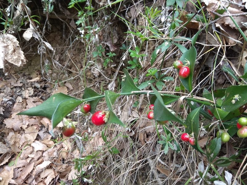 Ruscus hypophyllum, photographed by Santiago Martín-Bravo