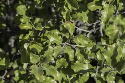 Quercus pungens, photographed by Craig Martin