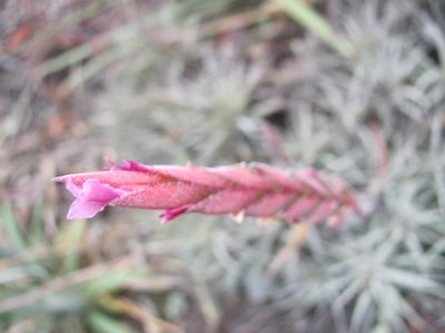 Tillandsia incarnata, photographed by Carlos Alberto Rodriguez