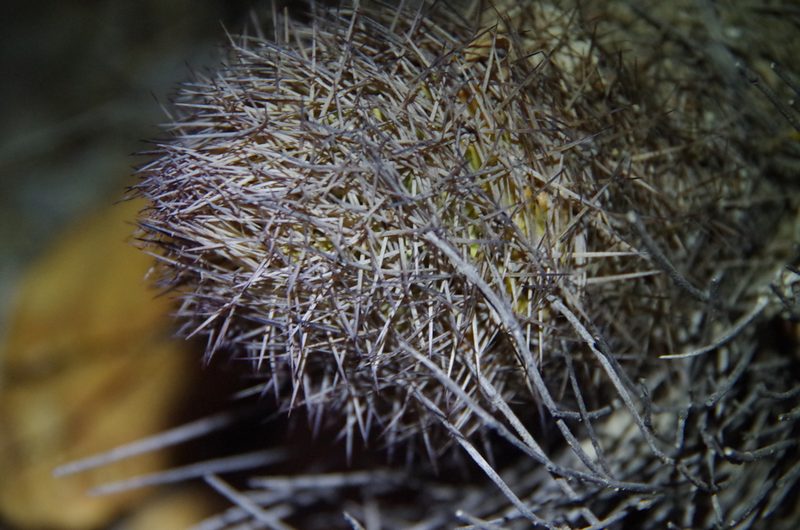 Sclerocactus mariposensis, photographed by Eric Knight