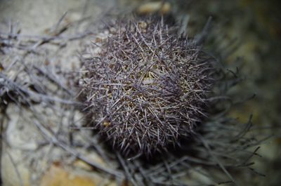 Sclerocactus mariposensis, photographed by Eric Knight