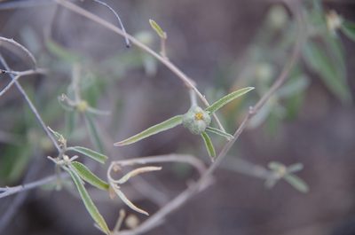 Croton bigbendensis, photographed by Eric Knight