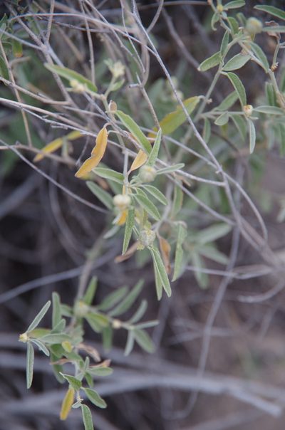 Croton bigbendensis, photographed by Eric Knight