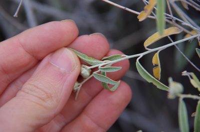 Croton bigbendensis, photographed by Eric Knight