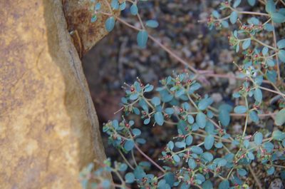 Euphorbia simulans, photographed by Eric Knight