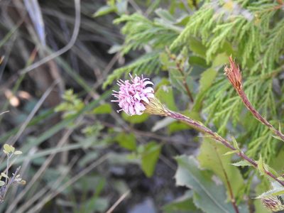 Acourtia purpusii, photographed by Leticia Jiménez Hernández