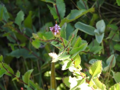 Acourtia purpusii, photographed by Leticia Jiménez Hernández
