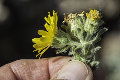 Heterotheca fulcrata, photographed by Craig Martin
