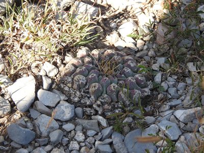 Thelocactus rinconensis, photographed by Leticia Jiménez Hernández