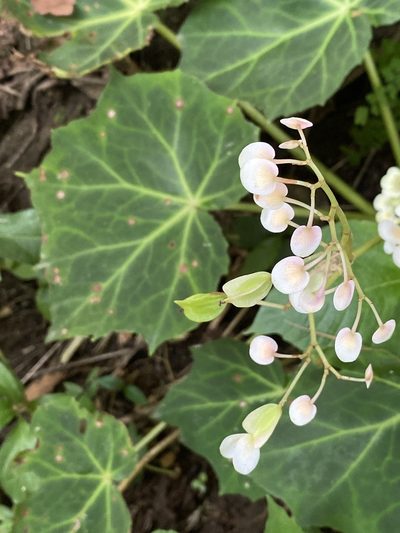 Begonia plebeja, photographed by Grete Pasch