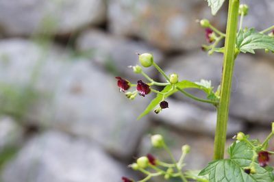 Scrophularia peregrina, photographed by Dan Wrench