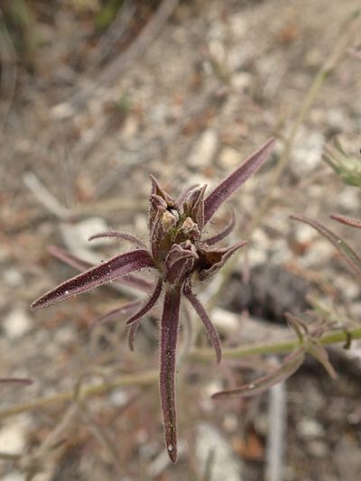 Cordylanthus capitatus, photographed by Erica Krimmel