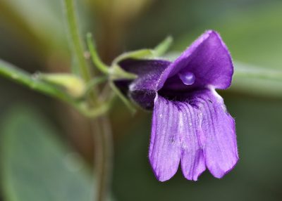 Adenosma glutinosa, photographed by portioid