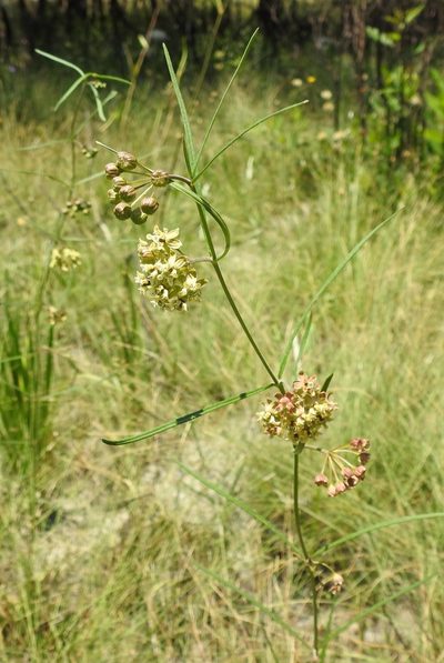 Asclepias viridula, photographed by Laura Gaudette