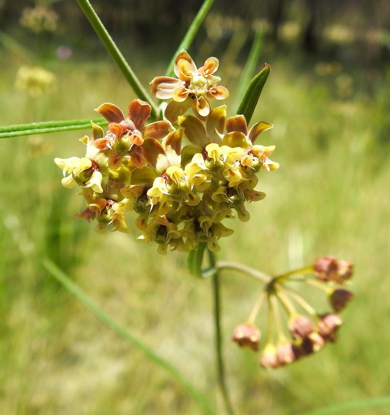 Asclepias viridula, photographed by Laura Gaudette