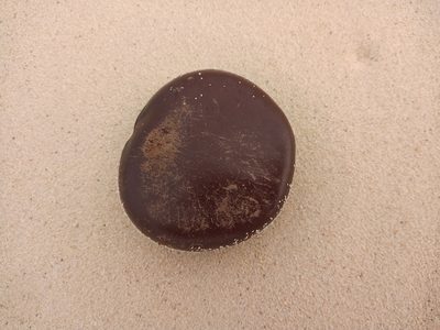 Entada gigas, photographed by Rodolfo Salinas Villarreal