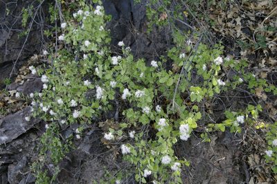 Ageratina wrightii, photographed by Eric Knight