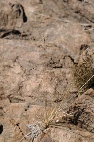 Aristida divaricata, photographed by Eric Knight