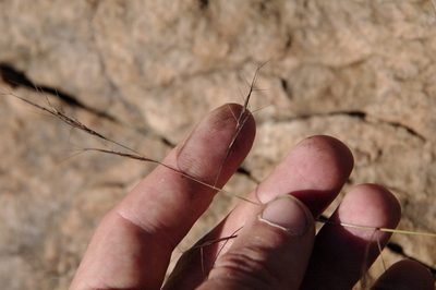 Aristida divaricata, photographed by Eric Knight