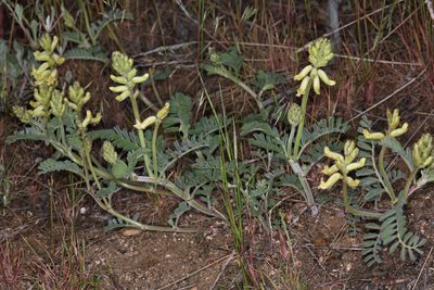 Astragalus gibbsii, photographed by Steve Matson
