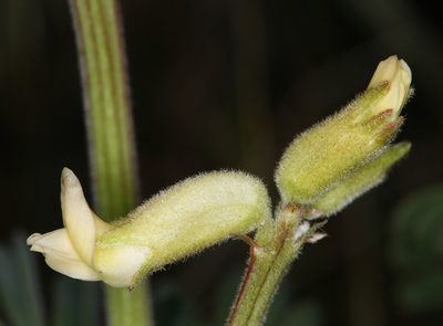 Astragalus gibbsii, photographed by Steve Matson