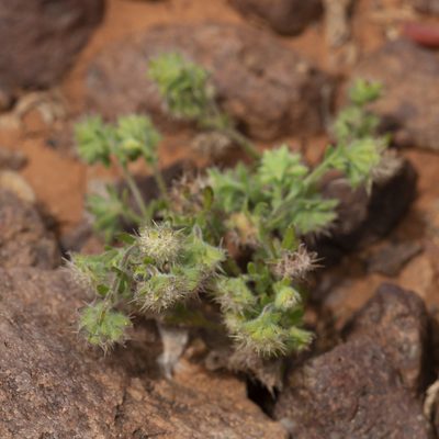 Calotis hispidula, photographed by Kym Nicolson