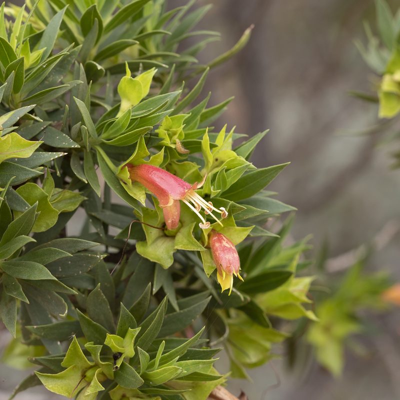 Eremophila duttonii, photographed by Kym Nicolson