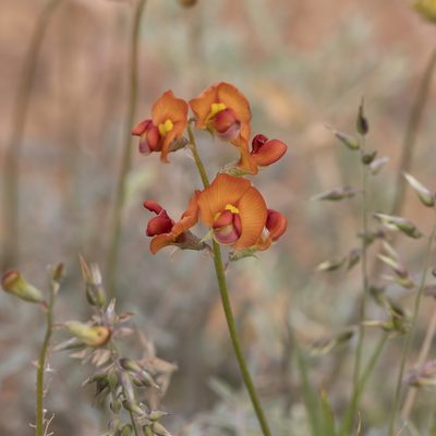 Swainsona stipularis, photographed by Kym Nicolson