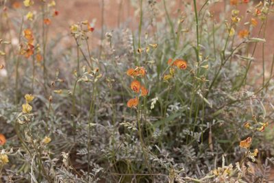 Swainsona stipularis, photographed by Kym Nicolson