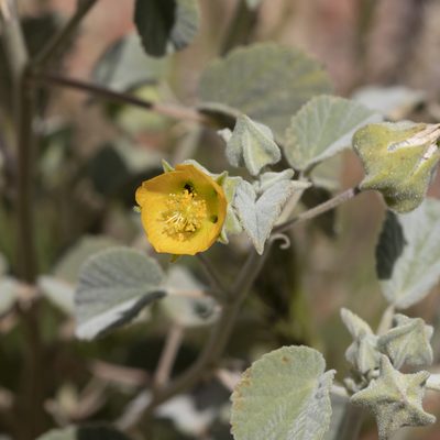 Abutilon otocarpum, photographed by Kym Nicolson