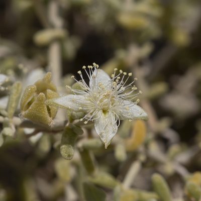 Gunniopsis quadrifida, photographed by Kym Nicolson