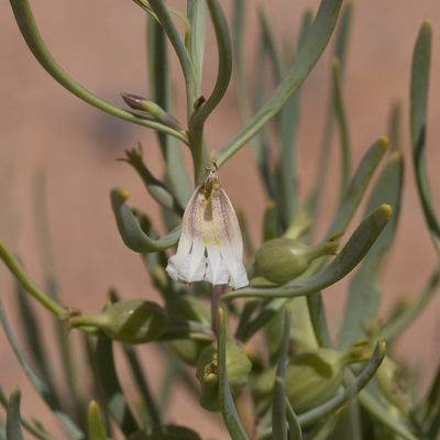 Goodenia collaris, photographed by Kym Nicolson