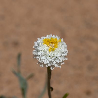 Polycalymma stuartii, photographed by Kym Nicolson