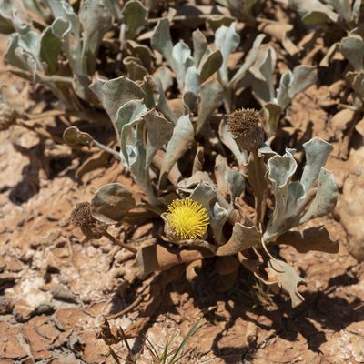 Anemocarpa podolepidium, photographed by Kym Nicolson