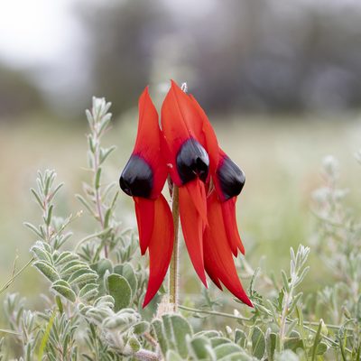Swainsona formosa, photographed by Kym Nicolson