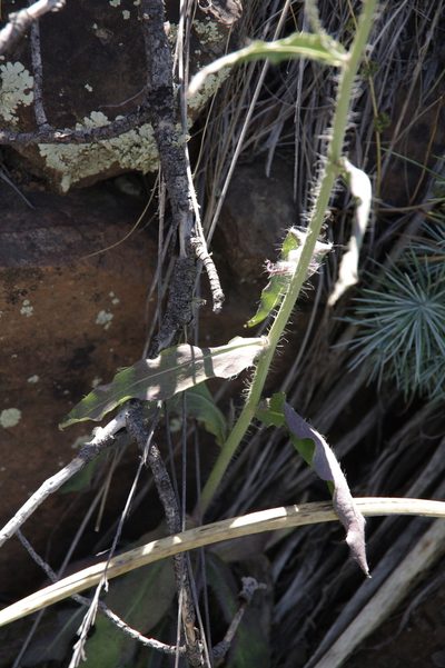 Hieracium schultzii, photographed by Eric Knight