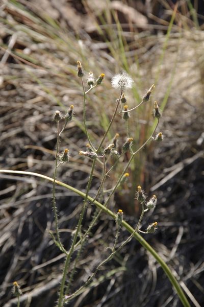 Hieracium schultzii, photographed by Eric Knight