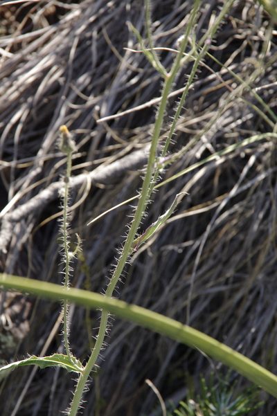 Hieracium schultzii, photographed by Eric Knight