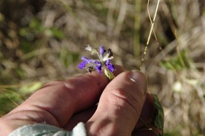 Salvia arizonica, photographed by Eric Knight