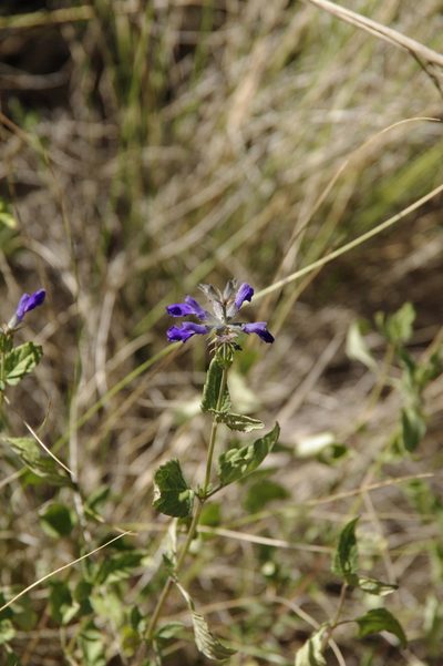 Salvia arizonica, photographed by Eric Knight
