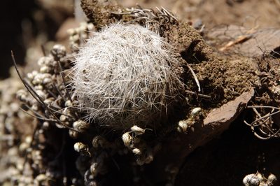 Pelecyphora dasyacantha, photographed by Eric Knight