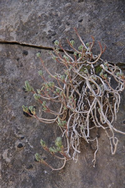 Sedum havardii, photographed by Eric Knight