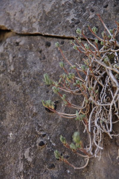 Sedum havardii, photographed by Eric Knight