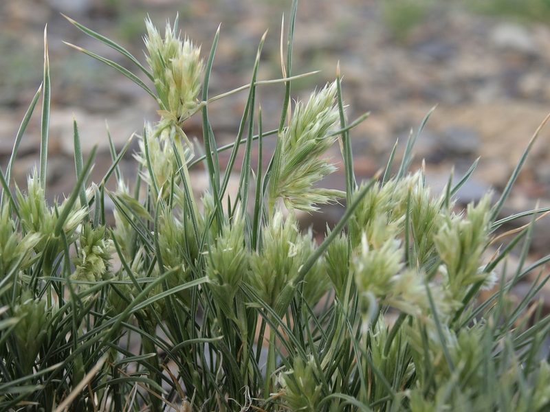 Blepharidachne kingii, photographed by Jim Morefield
