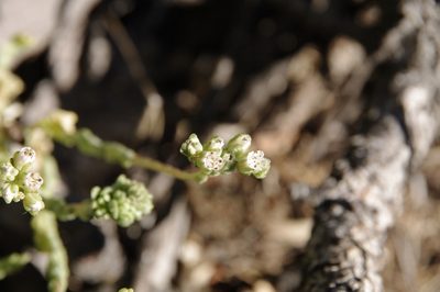 Sedum wrightii, photographed by Eric Knight