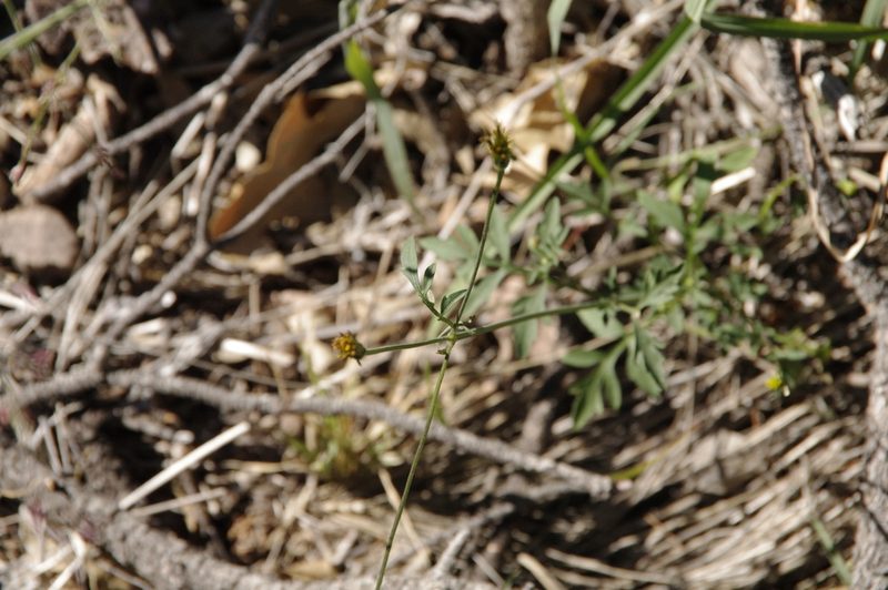 Bidens leptocephala, photographed by Eric Knight