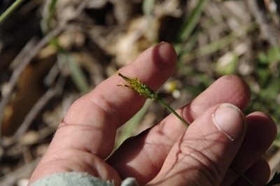 Bidens leptocephala, photographed by Eric Knight