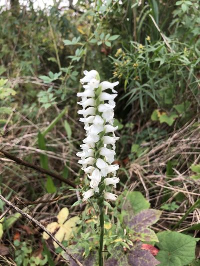 Spiranthes bightensis, photographed by Jacqueline Raiford